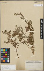 Foto von Salix repens subsp. incubacea (L.) A. Neumann